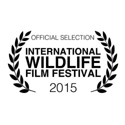 Antarctic Edge International Wildlife Film Festival