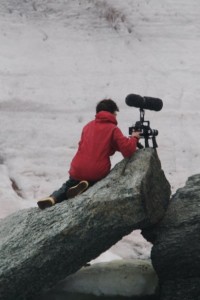 Dena films elephant seals